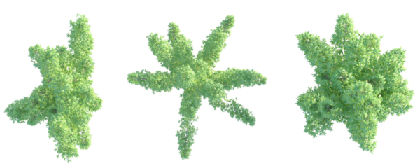 Phyllostachys nigra Tree plan top view cutout transparent background