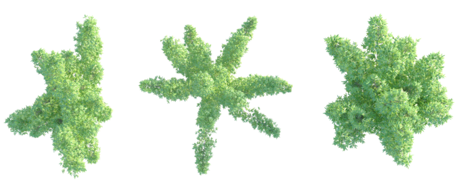 Phyllostachys nigra Tree plan top view cutout transparent background