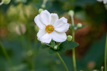Obraz premium white flower in the garden