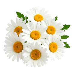 Fototapeta premium Daisy Bloom Isolated On White Background: A captivating still life of a cluster of pristine daisies, showcasing delicate white petals and a golden center, exuding freshness and purity.