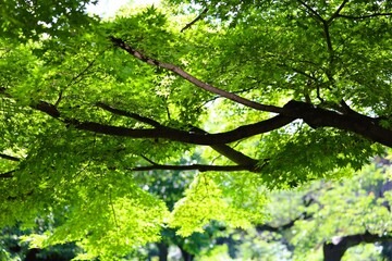 Fresh greenery in the park in early summer