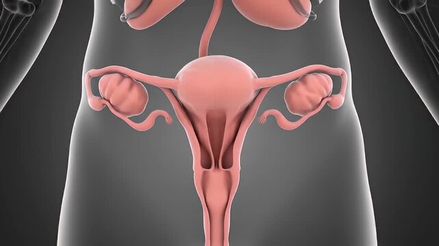 Female reproductive system anatomy diagram