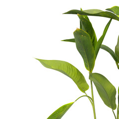 Heliconia metallica Plant isolated on transparent background. shining bird of paradise plant isolated on transparent background. Plant leaves PNG. decorative house plant isolated PNG.