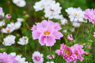 Obraz premium コスモス Cosmos