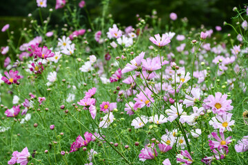 コスモス　Cosmos