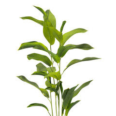 Heliconia metallica Plant isolated on transparent background. shining bird of paradise plant isolated on transparent background. Plant leaves PNG. decorative house plant isolated PNG.