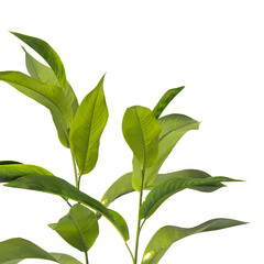 Heliconia metallica Plant isolated on transparent background. shining bird of paradise plant isolated on transparent background. Plant leaves PNG. decorative house plant isolated PNG.