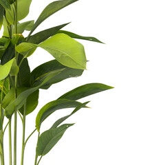 Heliconia metallica Plant isolated on transparent background. shining bird of paradise plant isolated on transparent background. Plant leaves PNG. decorative house plant isolated PNG.