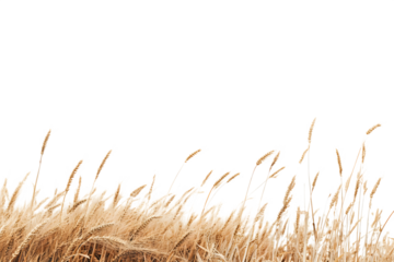 A serene golden wheat field under a clear sky, depicting the beauty of nature and agriculture
