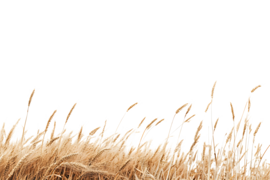 A serene golden wheat field under a clear sky, depicting the beauty of nature and agriculture
