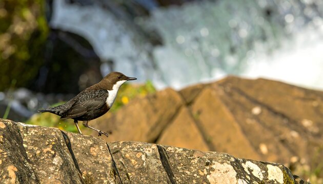 White-tailed dipper on a rocky outcrop near a waterfall.