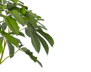 Heptapleurum heptaphyllum Plant PNG isolated on Transparent background. Araliaceae plant isolated on Transparent background. Plant leaves isolated. decorative house plant isolated on white background.