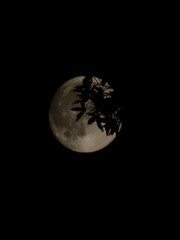 Tree branch silhouette in front of moon
