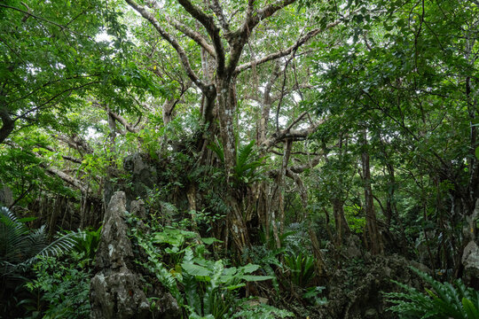 ガジュマルの木」の写真素材 | 4,144件の無料イラスト画像 | Adobe Stock
