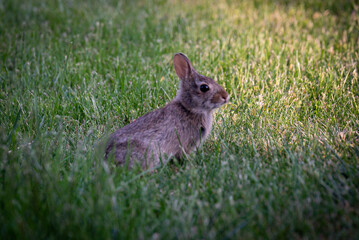 rabbit in the grass