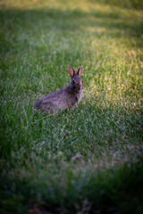 bunny in the yard