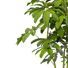 Heptapleurum heptaphyllum Plant PNG isolated on Transparent background. Araliaceae plant isolated on Transparent background. Plant leaves isolated. decorative house plant isolated on white background.