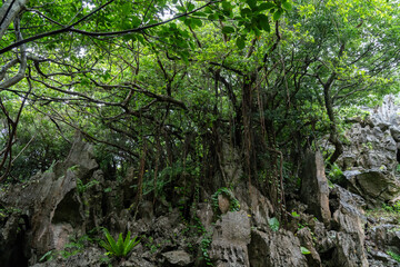 石灰岩の上に根を下ろしたアコウの木