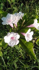 White Flower with Delicate Veins