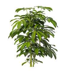 Heptapleurum heptaphyllum Plant PNG isolated on Transparent background. Araliaceae plant isolated on Transparent background. Plant leaves isolated. decorative house plant isolated on white background.