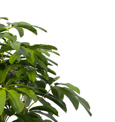 Heptapleurum heptaphyllum Plant PNG isolated on Transparent background. Araliaceae plant isolated on Transparent background. Plant leaves isolated. decorative house plant isolated on white background.