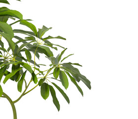 Heptapleurum heptaphyllum Plant PNG isolated on Transparent background. Araliaceae plant isolated on Transparent background. Plant leaves isolated. decorative house plant isolated on white background.