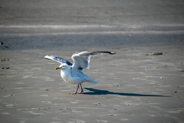 Seagull Bird in Flight Taking Off from Beach Sand Action Shot