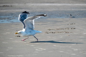 Seagull Bird in Flight Taking Off from Beach Sand Action Shot