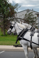 White Horse Wearing Harness and Bridle Carriage Equipment Close-Up