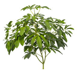 Heptapleurum heptaphyllum Plant PNG isolated on Transparent background. Araliaceae plant isolated on Transparent background. Plant leaves isolated. decorative house plant isolated on white background.