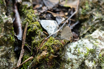 苔むした木の根の上で翅を休めるクロマダラソテツシジミ