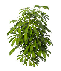 Heptapleurum heptaphyllum Plant PNG isolated on Transparent background. Araliaceae plant isolated on Transparent background. Plant leaves isolated. decorative house plant isolated on white background.