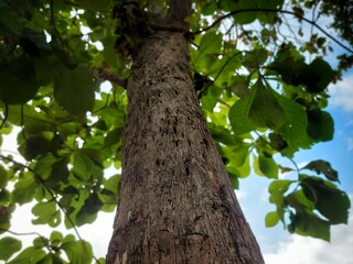 Big tree on the mountain