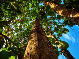 Big tree on the mountain