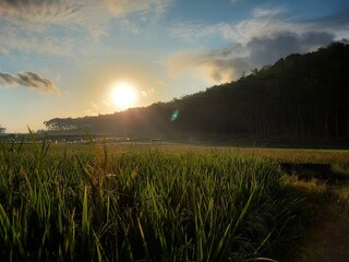 Sunrise over rice fields and mountains during the rainy season