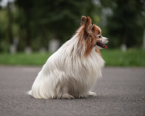 Portrait of a beautiful purebred papillon dog in a summer park.