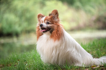 Portrait of a beautiful purebred papillon dog in a summer park.