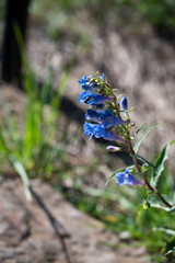 Close-Up of Blue Wildflower Blooming Outdoors
