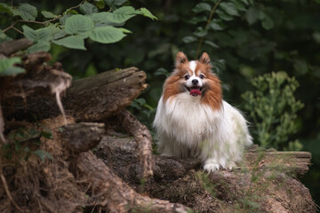 Portrait of a beautiful purebred papillon dog in a summer park.