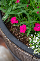 Bright Pink Dianthus Flowers in Wooden Planter
