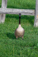 Canada Goose Standing in Green Grass by Wooden Fence
