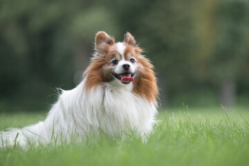 Portrait of a beautiful purebred papillon dog in a summer park.