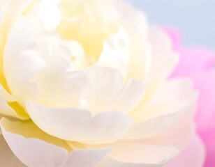Fototapeta premium Delicate Beauty: Close-Up of a Soft Yellow and Pink Peony Bloom with Gentle Light
