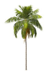 Howea forsteriana palm tree isolated on transparent background PNG. Kentia palm PNG, thatch palm PNG or palms court palms. palm leaves PNG isolated on transparent background.
