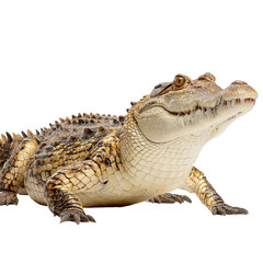 Obraz premium A Vigilant Crocodile: A solitary crocodile, captured in striking detail, stands as a symbol of primal power and prehistoric grace. Witness the intricate textures of its ancient hide.