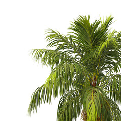 Obraz premium Howea forsteriana palm tree isolated on transparent background PNG. Kentia palm PNG, thatch palm PNG or palms court palms. palm leaves PNG isolated on transparent background.