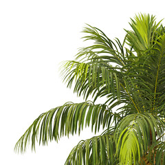 Howea forsteriana palm tree isolated on transparent background PNG. Kentia palm PNG, thatch palm...