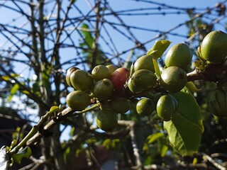 Vibrant green coffee berries ripen on a sunlit branch against a clear blue sky. A natural scene showing the raw stage of coffee fruit growth.