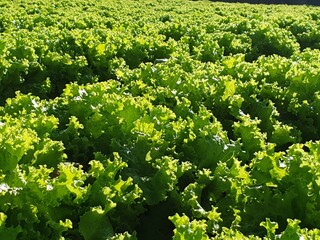 Vibrant green lettuce plants thriving in a sunlit agricultural field, showcasing fresh, organic produce.