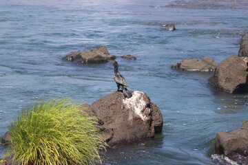 Neotropic Cormorant